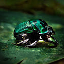 Green Dung Beetle 