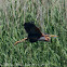 Purple heron; Garza Imperial