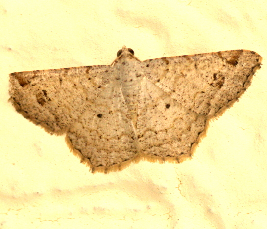 Spotting Image 1
