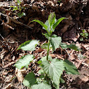 Stinging nettle