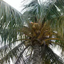 coconut tree