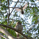 Cuban Pygmy Owl