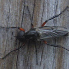 March Fly, male