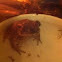 Common Asian Toad