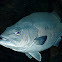 European seabass