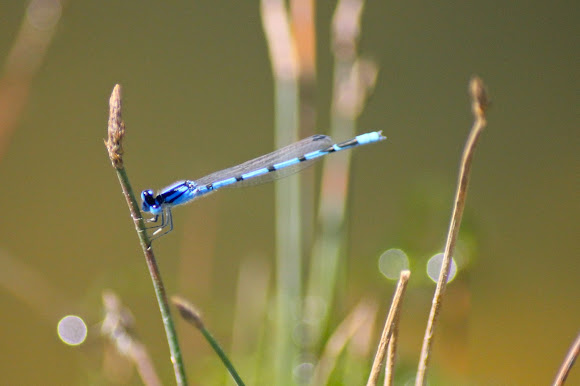 Spotting Image 1