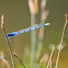 Damselfly