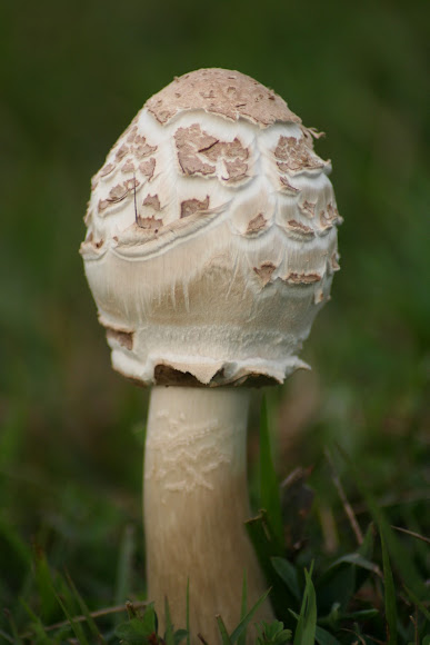 Spotting Image 1