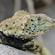 Espaniola lava lizard