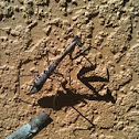 Carolina Mantis