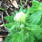 Balloon flower