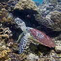 Hawksbill Turtle