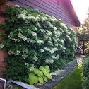 Alba climbing hydrangea