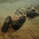 Gila monster