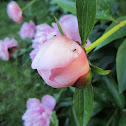 peony