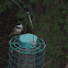 Carolina chickadee