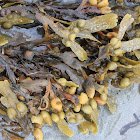 Norwegian Kelp