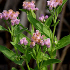 Salt Marsh Fleabane