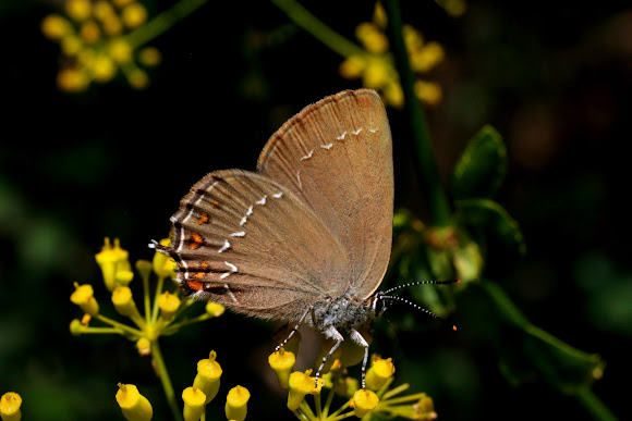 Spotting Image 1