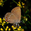 spaanse eikenpage (Satyrium esculi)