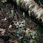 Downy Rattlesnake Plantain