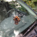 Hentz's orb weaver
