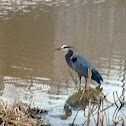 Great Blue Heron