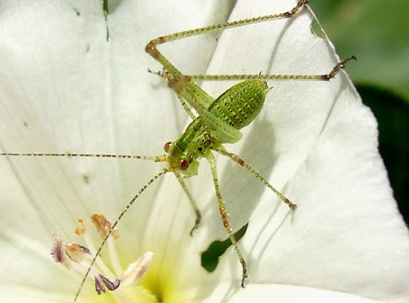 Spotting Image 1