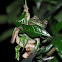 White lipped Tree Frog