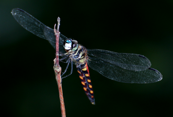 Spotting Image 1