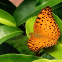 Common Leopard