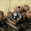 Bird nest fungi