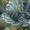 Red Lionfish
