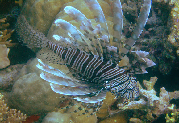 Spotting Image 1