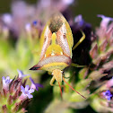 Grass stink bug