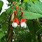 Unknown Fabaceae