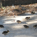 Mallard Duck and ducklings