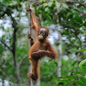 orangutan