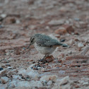 Rock wren