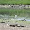 egret