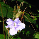 Thunbergia laurifolia, Laurel clock vine