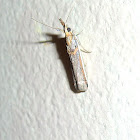 Indian meal moth