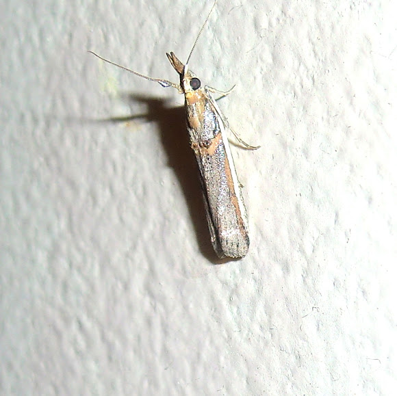 Spotting Image 1