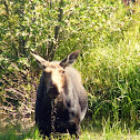Moose