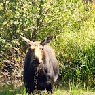 Moose