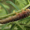 Sawfly larva