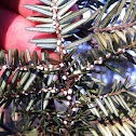 Hemlock wooly adelgid