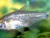Peces Pocha De Agua Fria
