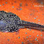 Tadpole or polliwog