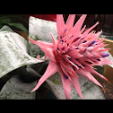 Bromeliad